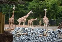 animals giraffes 4608x3072 wallpaper Art HD Wallpaper